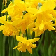 Image result for Narcissus Winter Starlet