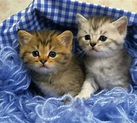 Image result for 2 Cute Fluffy Kittens