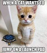 Image result for Cat Launch Meme