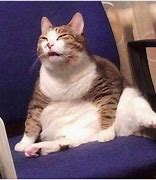 Image result for Fat Cat Reaction Meme