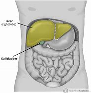 Image result for Normal Gallbladder