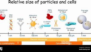 Image result for Cell Size Comparison