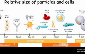 Image result for Cell Size Comparison