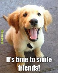 Image result for Smiling Pets Meme