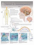 Image result for Brain and Neuron Posters