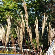 Image result for Miscanthus sinensis Purple Fall (r)