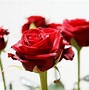 Image result for Red Rose Flower Wallpaper