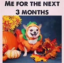 Image result for Fall Animal Meme