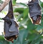 Image result for Black Bat Hanging Upside Down