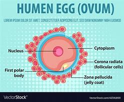 Image result for Ovum