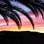 Image result for Palm Sunset Wallpaper