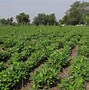 Image result for Kharif Crop