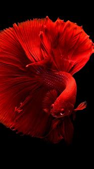 Image result for iPhone 8 Wallpaper Fish