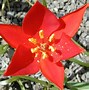 Image result for Tulipa sprengeri