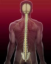 Image result for Spinal Cord Backbone