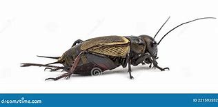 Image result for Female Field Cricket