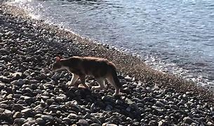 Image result for Greek Cats That Swim