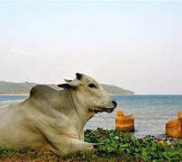 Image result for andamany