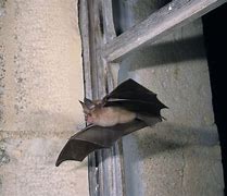 Image result for Pet Exclusive Lighting Bat