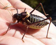 Image result for African Cricket Insect
