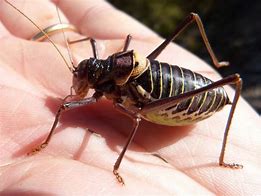 Image result for Cricket Insect