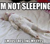 Image result for Funny Cat Nap Meme