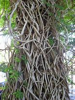 Image result for Trees That Branches Are Vines