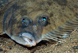 Image result for Fish with Eyes in Its Head