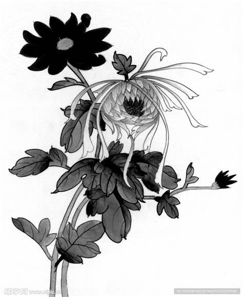 菊花的形态特征描写