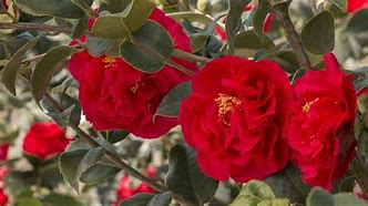 Image result for Monrovia Camellias