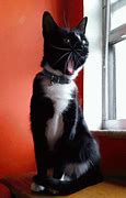 Image result for Cat Yawn