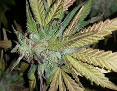 Image result for Fire OG Kush