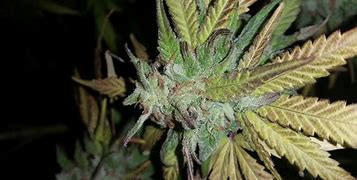 Image result for Fire OG Bud Rot