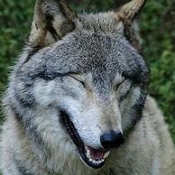 Image result for Funny Wolf Face