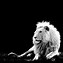 Image result for free lion 