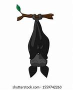 Image result for Sleeping Bat Drawing