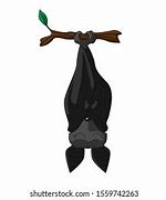 Image result for Cartoon Bat Sleep