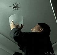 Image result for Giant Fly Swatter GIF
