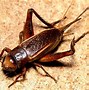 Image result for cricket chirp night