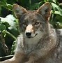 Image result for Bottom Jaw Coyote