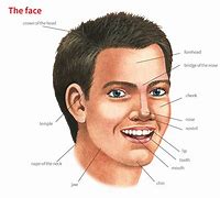 Image result for Face Anatomy Jaw