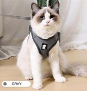 Image result for Full Body Cat Harness