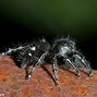 Image result for Phidippus Audax Jumping Spider