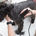Image result for Wahl Pet Clippers