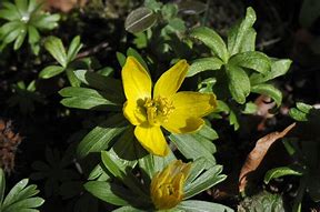 Image result for Eranthis hyemalis Grünling