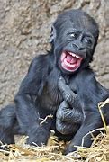Image result for Fattest Gorilla in the World