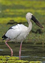 Image result for Anastomus Ciconiidae