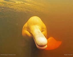 Image result for Pink Dolphin Underwater