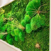 Image result for Indoor Moss Garden