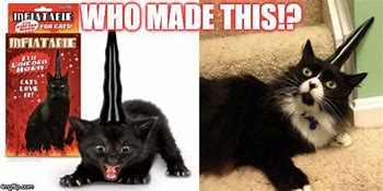 Image result for Unico Cat Meme